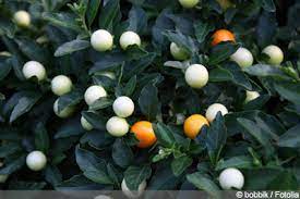 Gegen sehr kleine tiere wie milben und blattläuse haben pflanzen andere abwehrmechanismen. Korallenstrauch Solanum Pseudocapsicum Pflege Des Korallenbaumchens Gartendialog De