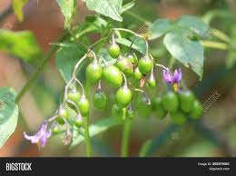 Check spelling or type a new query. Purple Yellow Flower Image Photo Free Trial Bigstock