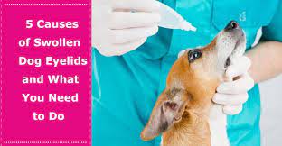 5 Causes Of Swollen Dog Eyelids And What You Need To Do Petxu