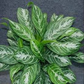 Aglaonema Brilliant Plant product image