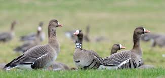 We did not find results for: Greater White Fronted Geese Cms Geese Org