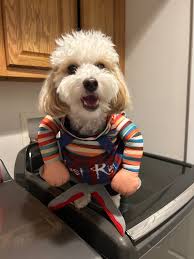 Fundraiser by Meghan Roach : Support Kobe's Life-Saving Surgery