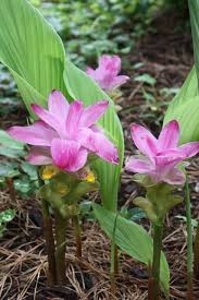 Maybe you would like to learn more about one of these? Curcuma Elata Ginger Plant Flower Grow Turmeric Ginger Plant