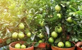 Cara mengatasi jambu kristal busuk. Cara Merawat Jambu Kristal Agar Berbuah Lebat Kampustani Com