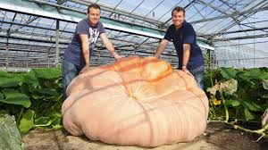 Image result for giant pumpkin