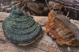 Image result for Phellinus rimosus