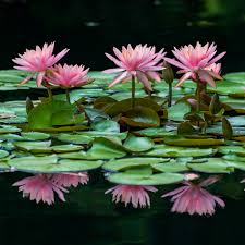 Image result for Nymphaea