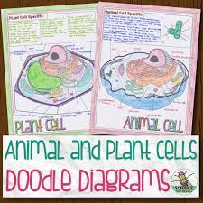 Animal cell organelles digital doodle answer key. Animal And Plant Cells Doodle Diagrams