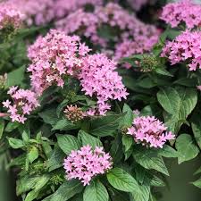 Image result for Pentadiplandra