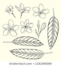 Vector Vintage Set Of Plumeria Flowers In Different Views Isolated On White Hand Drawn Botani Hawaiian Flower Tattoos Flower Drawing Tutorials Flower Sketches