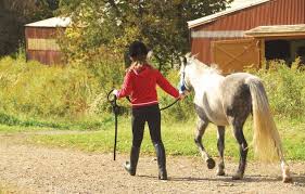 Training Your Foal With Leadership Horse Training Horse Training Ground Work Foals
