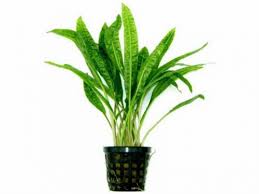 New species still regularly crop up as interest in these plants widens and more collecting expeditions by private parties are. Cryptocoryne Usteriana Jetzt Ab 4 99 Kaufen Pflege Details
