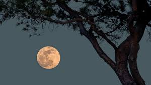 Dans notre calendrier de la pleine lune, vous trouverez toutes les dates et informations, avec les dates et heures exactes des différentes phases de la lune. La Super Lune Des Fleurs Annoncee Ce Jeudi N Est Rien D Autre Qu Une Simple Pleine Lune