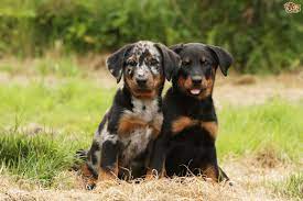 December 3rd, 2016 by jon paws. Beauceron Dog Breed Facts Highlights Buying Advice Pets4homes