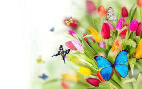 That was free images of flowers and butterflies. Butterfly Backgrounds Flowers Butterflies Wallpapers Pictures Photos Images Beautiful Butterfly Pictures Butterfly Wallpaper Butterfly Background