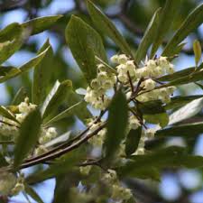 Image result for Mascarenhasia