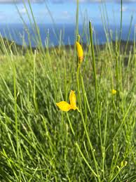 Image result for Spartium