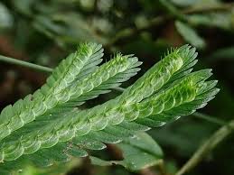 Image result for Selago cecilae