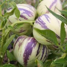 Poire Melon Pepino Nt Ferme De Sainte Marthe Poire Melon Jardin Comestible