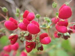 Image result for Calceolariaceae