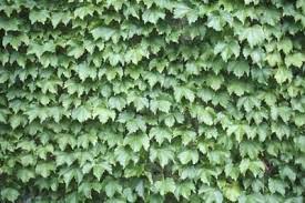 Types Of Ivy Vines Evergreen Vines Climbing Plants Fast Growing Fast Growing Evergreens