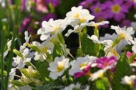 Garten Liebe Primeln Im Marz Garten Garten Fruhling Blumen Fruhling