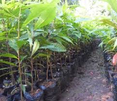 Sementara itu, daun jenitri adalah jenis daun tunggal dengan bentuk lonjong bergerigi pada bagian tepinya. 9 Manfaat Buah Jenitri Disertai Cara Menanamnya Ampuh Atasi Diare