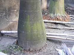 The crime of illegally following and watching someone over a period of time: Plant Stem Wikipedia