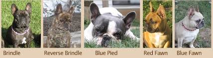 There is an abundance of information out there about french bulldog colors and what they mean genetically. Mon Ami French Bulldogs Let S Talk Color