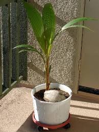 Grow A Coconut Palm Tree From A Coconut Growing Tree Coconut Palm Tree Growing Fruit Trees