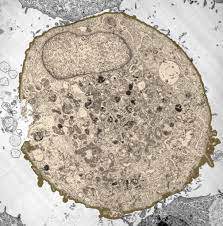 Diabetic and normal · glp lab · single donor & pooled Animal Cell Under Light Microscope Observation