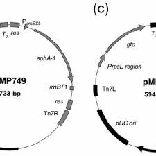 We did not find results for: Maps Of The Tn 7 System Vectors A The Helper Plasmid Pmp720 Is An Download Scientific Diagram