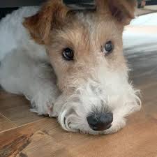 If the wire fox terrier is properly socialized and introduced it can get along just fine with other dogs. 14 Fancy Facts About Fox Terriers Petpress Fox Terrier Puppy Wire Fox Terrier Puppies Wire Fox Terrier