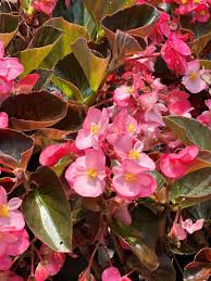 Image result for Begonia