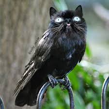 Choose from a curated selection of 1920x1080 wallpapers for your mobile and desktop screens. 15 Quirky Cat Mash Ups That Will Have You Laughing Out Loud Inspiremore