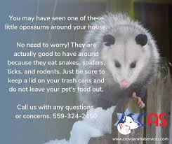 How often do opossums eat? Backyard Possums Are Active Clovis Animal Agency Says Let Them Be Gv Wire