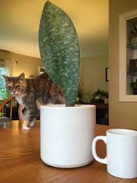 Check spelling or type a new query. Bucket List Procurement Whale Fin Sansevieria Derpy Cat Coffee Mug For Size Houseplants