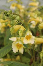 Image result for Impatiens oreocallis