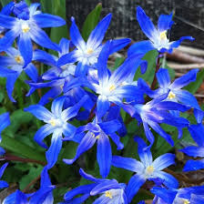 Blue and white flowers names. 25 Most Beautiful Blue Flowers