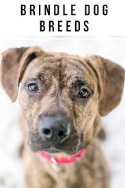 This is tabasco he is a 10 yr old 15.2h buckskin gelding. Brindle Dog Breeds 20 Beautiful Pups With A Stunning Coat