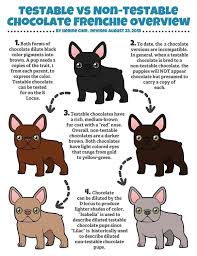 Photo Explanation Of Chocolate Color Frenchie Puppy French Bulldog Puppies Bulldog Puppies