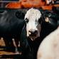 Bred Cow Special event in Monte Vista, CO