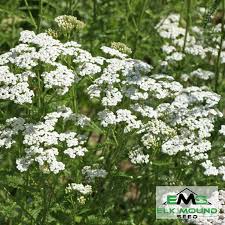Image result for Achillea millefolium