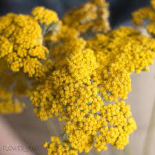 Yellow Yarrow Flowerdefault Title Yarrow Flower Tropical Wedding Flowers Wedding Flowers