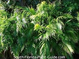 Image result for Chamaedorea cataractarum