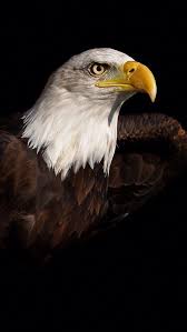 Eagle In Black Eagle Wallpaper Animal Wallpaper Wild Animal Wallpaper