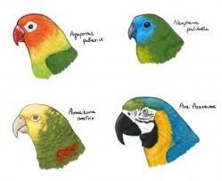 Bird Drawing For Kids Parrot Pin By Ms Artsy Fartsy On Tropical Birds Parrot Drawing Parrots Art Bird Drawings