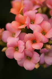Little Pink Kalanchoe Rosas Flores Maravilhosas Jarros