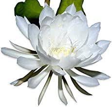 Cacti and succulents which are grown indoors would benefit from a day outside where they can enjoy ample air circulation. Epiphyllum Orchid Cactus Care Learn Cactus Orchid Growing Tips Orchid Cactus Red Orchids Succulents