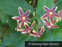 Image result for Periploca